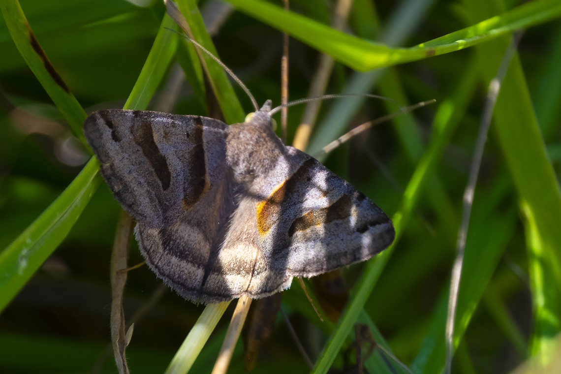 Forage looper not a surprise that this was found (and there were many) in a hay field...  <br />
<br />
and hey - I thought I missed moth week... I don't see that many (other than tiny grass moths that fly up with just about every step), but it's not over yet :p Caenurgina erechtea,Forage Looper,Geotagged,National Moth Week 2022,Summer,United States,moth week 2022