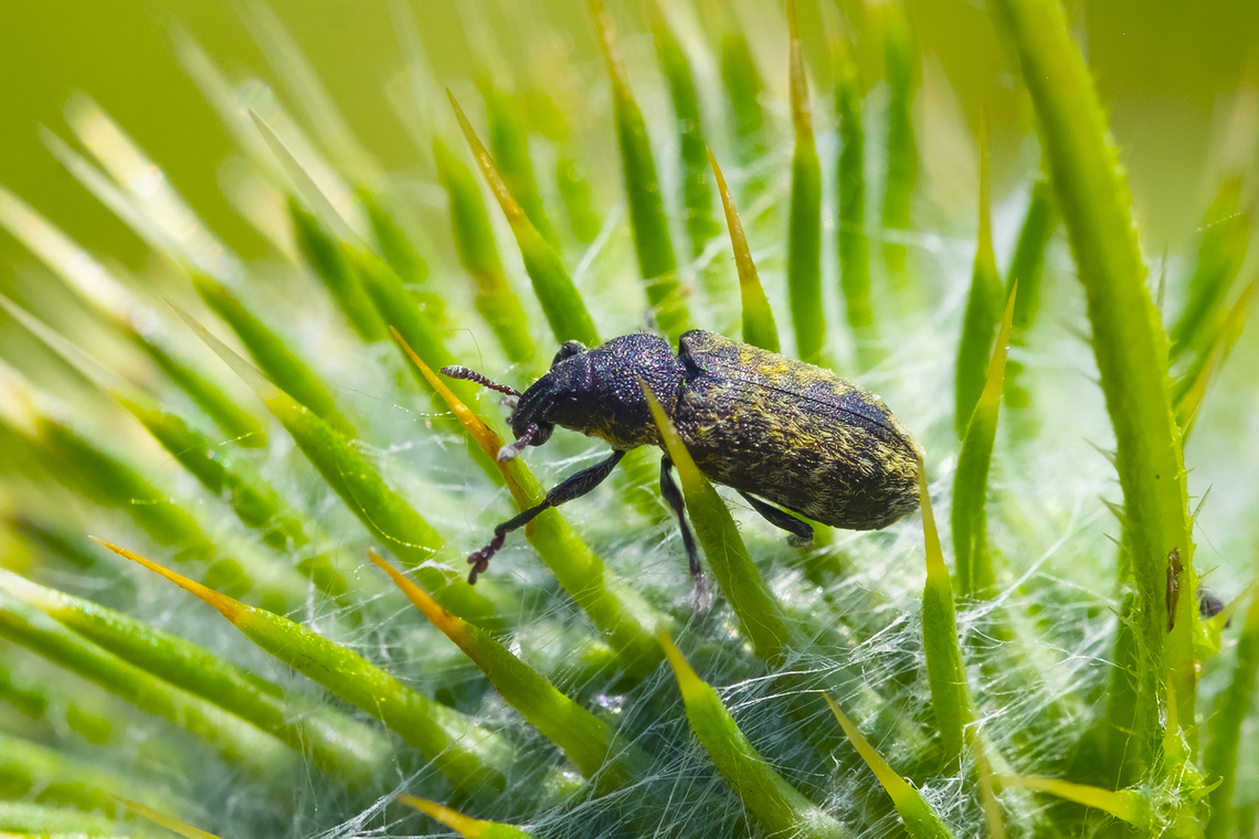 Rhinocyllus conicus introduced to control thistle Geotagged,Rhinocyllus conicus,Summer,United States