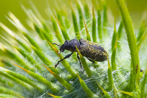 Rhinocyllus conicus introduced to control thistle Geotagged,Rhinocyllus conicus,Summer,United States