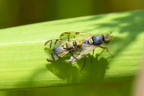 mating pair of fruit flies  Bull Thistle Gall Fly,Geotagged,Summer,United States,Urophora stylata