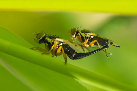 mating pair of fruit flies this gorgeous pair of little flies deserved more than one photo...  Bull Thistle Gall Fly,Geotagged,Summer,United States,Urophora stylata