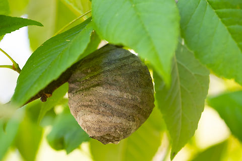 small bald faced hornet nest Small - about the size of a plum - I believe it was unoccupied, but I didn't knock to find out..  Bald-faced hornet,Dolichovespula maculata,Geotagged,Summer,United States