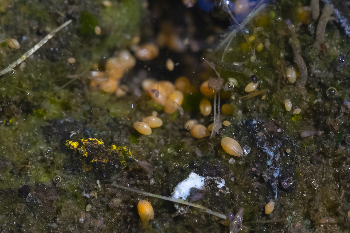 ostracods - tiny crustaceans aka 'seed shrimp' and various other tiny, tiny water beasties including some sort of fly larvae (just to right of center, upper right quadrant) and some other teensy shrimp like things - I think they are copepods (dead center). This incredible tableaux was all in a tiny puddle that I think may have been fed by a tiny spring (the hole), formed on a walkway in a park. the very clear water couldn&#039;t have been more than a cm deep. Geotagged,Summer,United States
