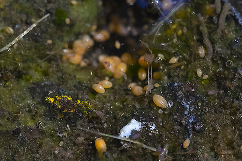 ostracods - tiny crustaceans aka 'seed shrimp' and various other tiny, tiny water beasties including some sort of fly larvae (just to right of center, upper right quadrant) and some other teensy shrimp like things - I think they are copepods (dead center). This incredible tableaux was all in a tiny puddle that I think may have been fed by a tiny spring (the hole), formed on a walkway in a park. the very clear water couldn't have been more than a cm deep. Geotagged,Summer,United States