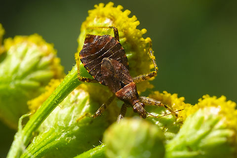 damsel bug female with reduced wings Geotagged,Hoplistoscelis heidemanni,Summer,United States