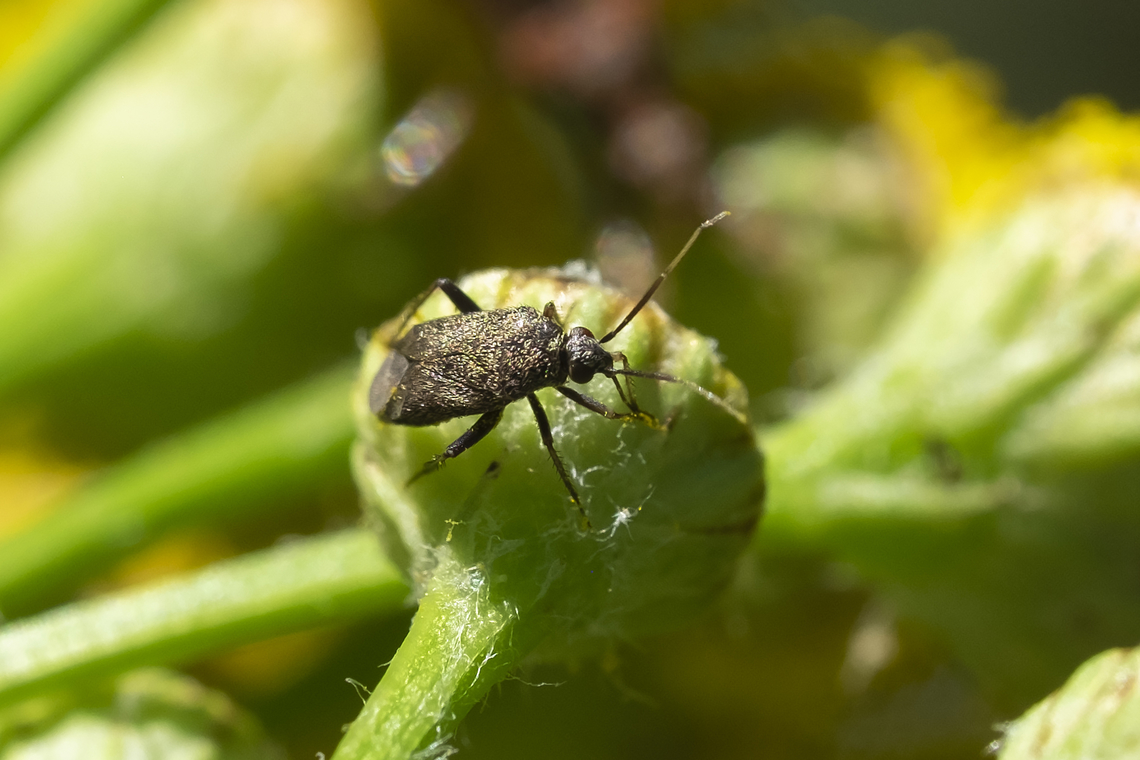 grass bug possibly an Irbisia sp. Geotagged,Summer,United States
