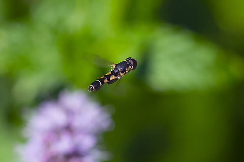 Thick-legged hoverfly mid hover  Geotagged,Summer,Syritta pipiens,Thick-legged hoverfly,United States