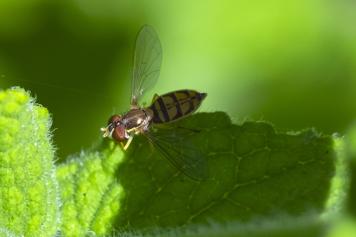 margined calligrapher about time... every other one I&#039;ve come across has turned out to be a western calligrapher Geotagged,Margined Calligrapher,Summer,Toxomerus marginatus,United States