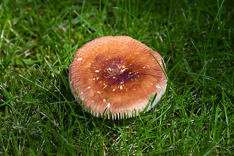 fairy ring mushrooms a little deeper in color than normal due to the hot dry weather Geotagged,Marasmius oreades,Scotch bonnet,Summer,United States
