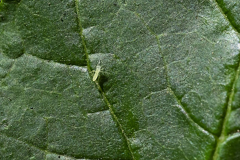 tiny green insect nymph no idea what this will eventually become..  but it's kind of cute Geotagged,Summer,United States