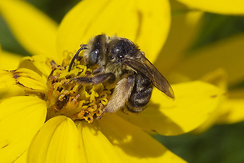 Globe Mallow Bee