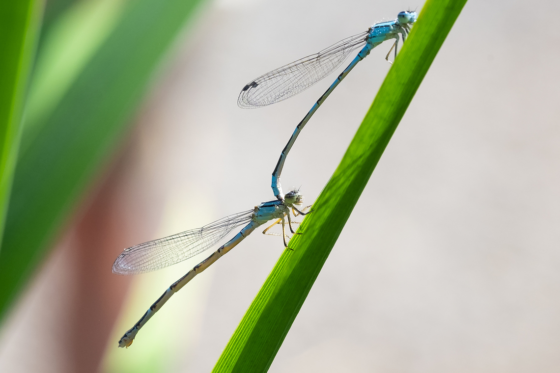 bluet mating wheel not sure which bluets..  Geotagged,Summer,United States