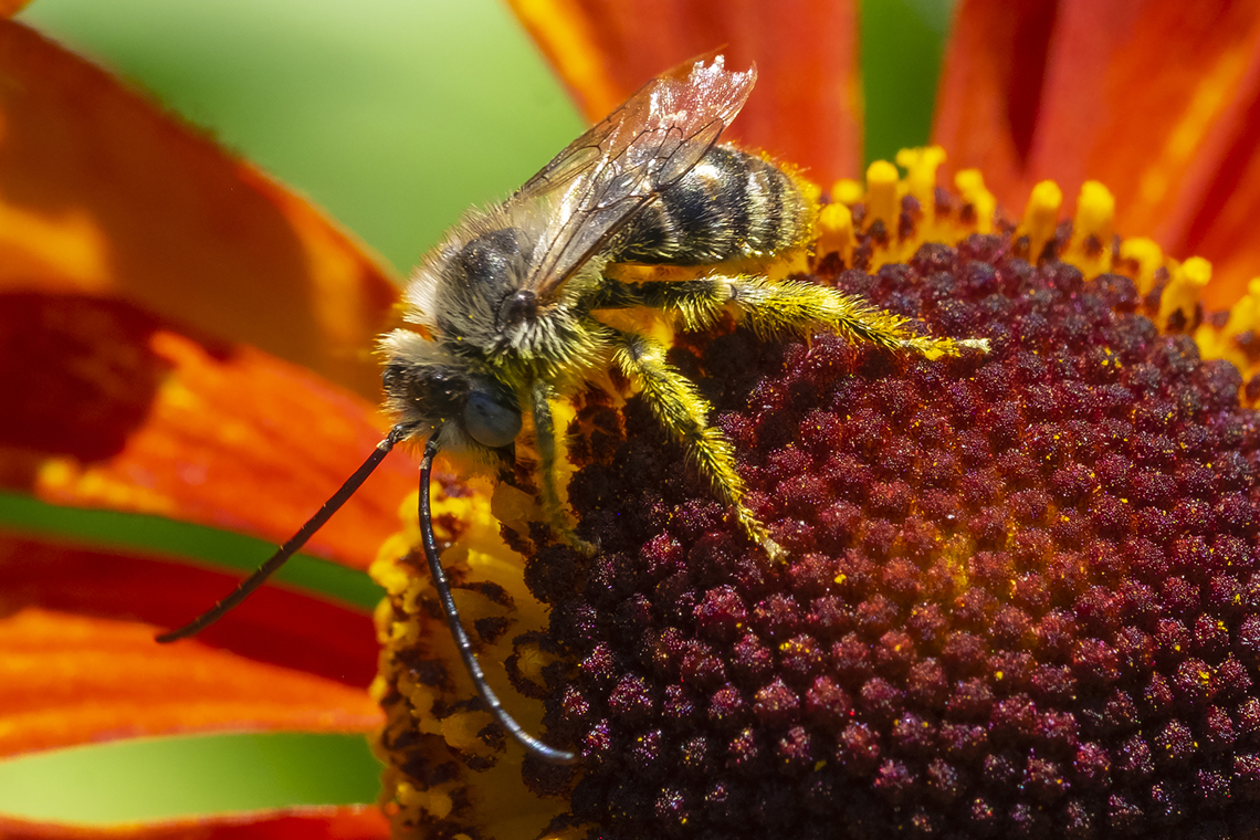 Longhorn bee definitely not the one covered in my book..  Geotagged,Summer,United States