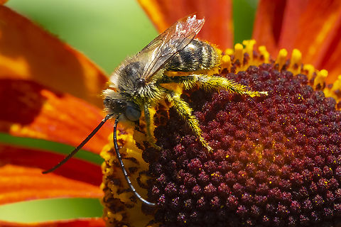 Longhorn bee definitely not the one covered in my book..  Geotagged,Summer,United States
