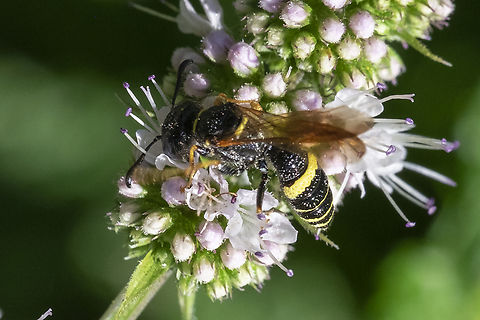 humped beewolf Geotagged,Humped Beewolf,Philanthus gibbosus,Summer,United States