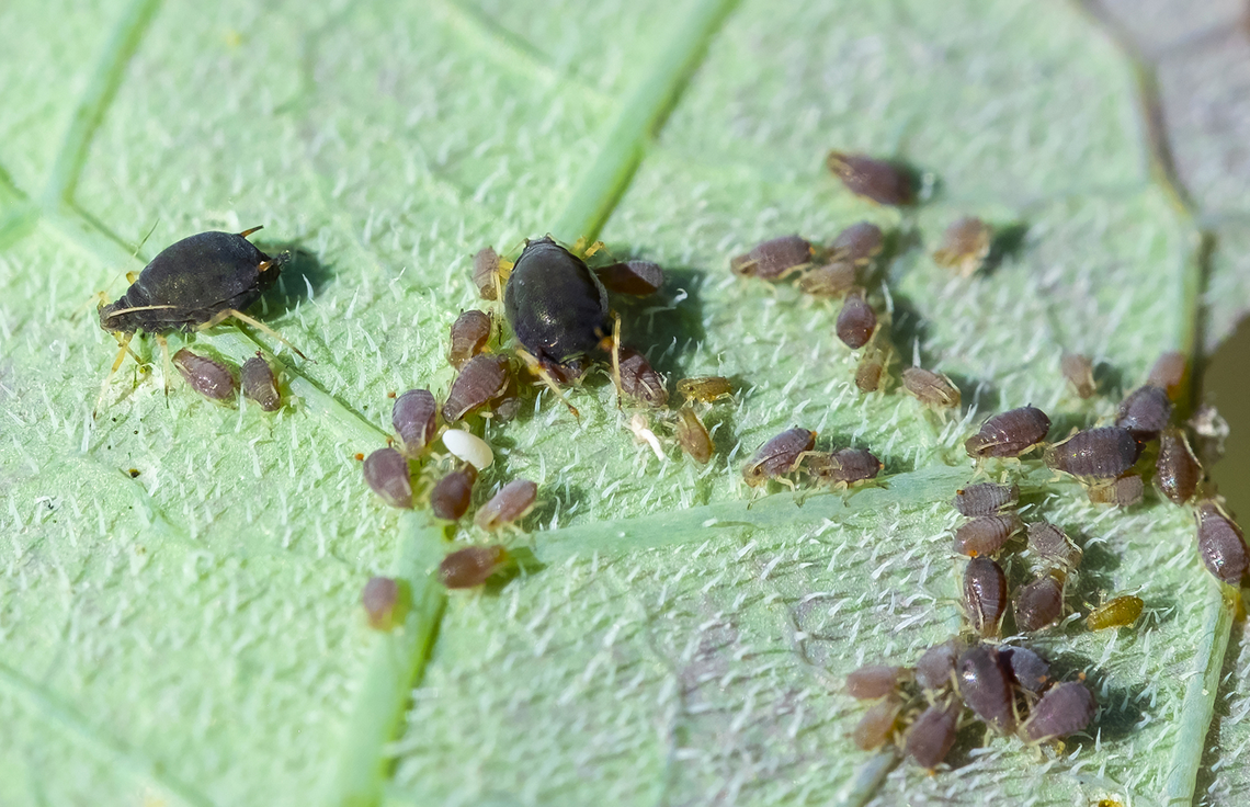 cow pea aphid on the underside of nasturtium leaf Aphis craccivora,Geotagged,Summer,United States
