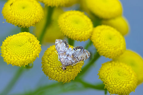 confusing petrophila aptly found on a river bank Geotagged,Moth Week 2022,National Moth Week 2022,Petrophila confusalis,Summer,United States