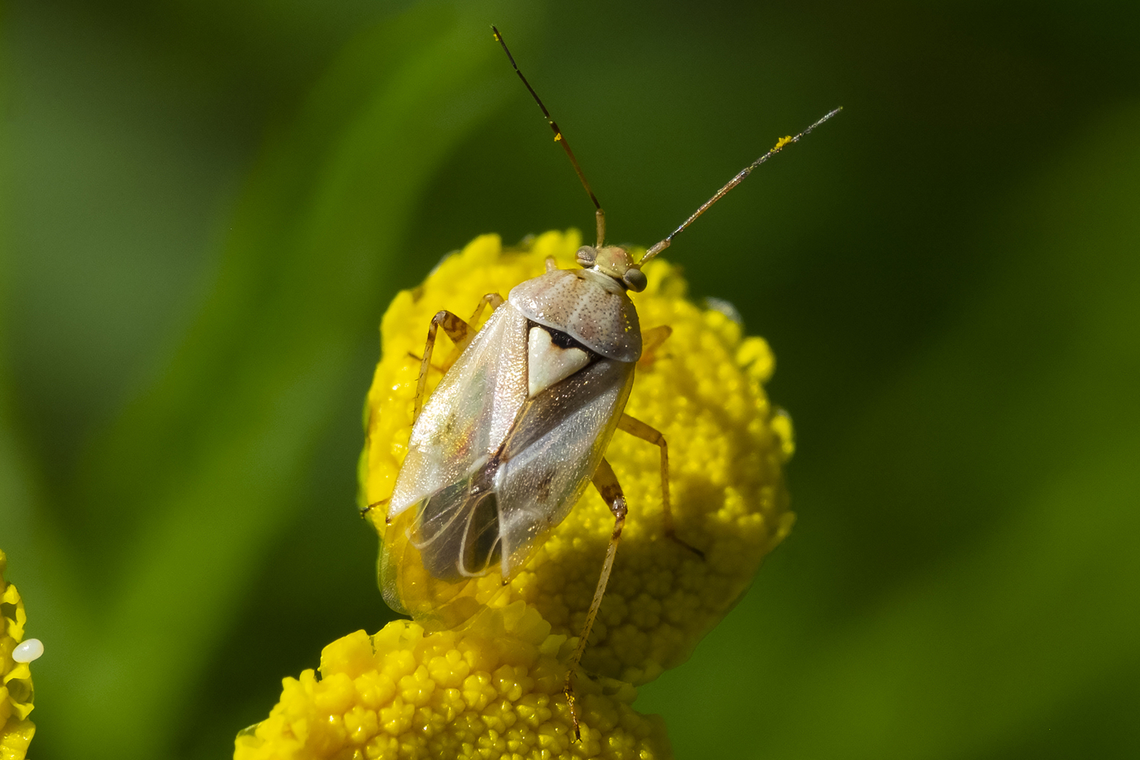pale legume bug it was definitely plant bug day today - 4 distinct species spotted, probably more that I didn't see Geotagged,Lygus elisus,Summer,United States
