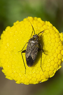 black plant bug with red eyes much smaller than the Lygus sp. that were sharing the space. Geotagged,Summer,United States