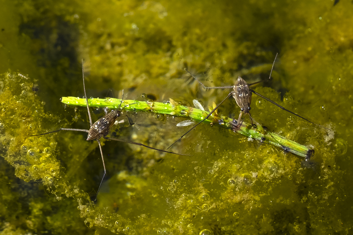 water strider nymphs likely Gerris sp. Geotagged,Summer,United States