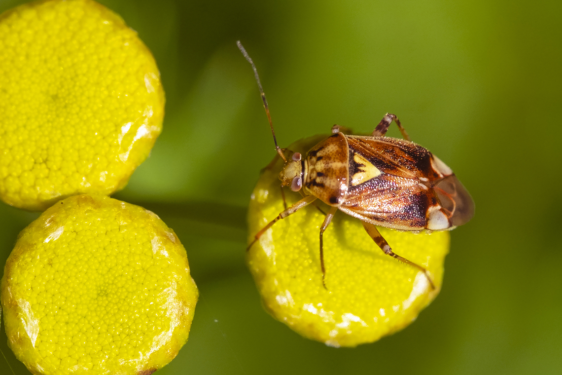 western tarnished plant bug  Geotagged,Lygus hesperus,Summer,United States,Western tarnished plant bug