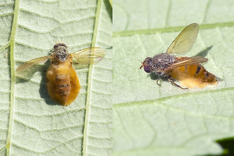 zombie fly fungus quite an outbreak in this small area... saw lots of flies glued to the underside of leaves by this fungus Entomophthora muscae,Geotagged,Summer,United States
