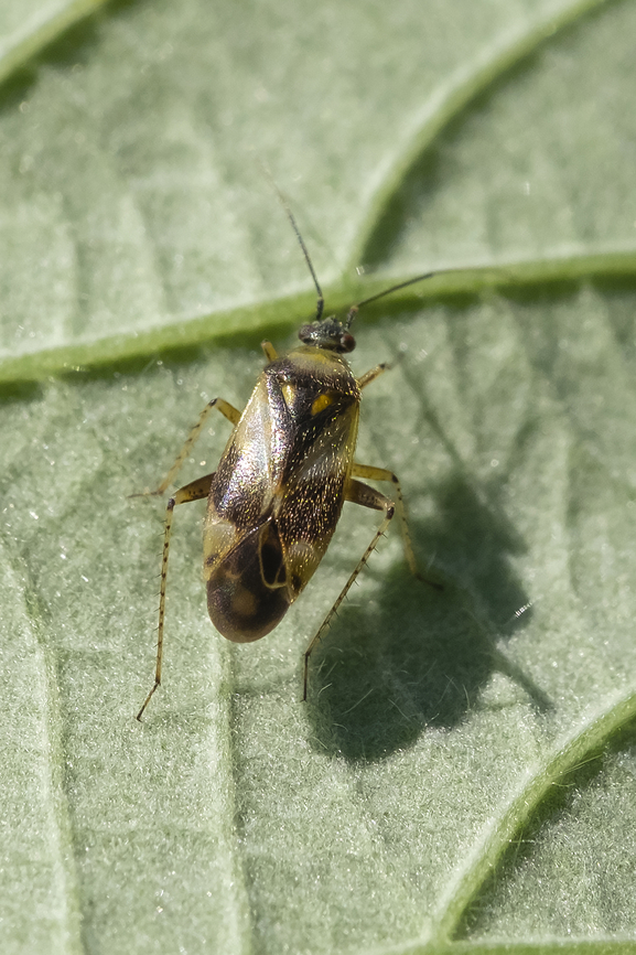 small green and black plant bug smaller than the two Lygus sp. seen in the same area, but larger than the tiny black plant bugs Geotagged,Summer,United States