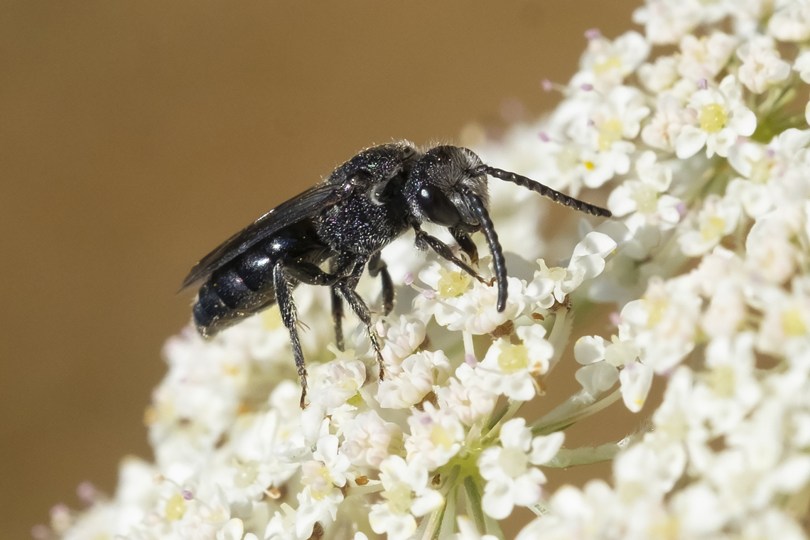small black bee possible Hoplitis sp. Geotagged,Summer,United States