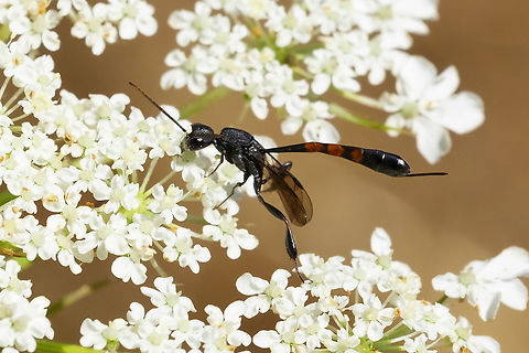 carrot wasp  Gasteruption assectator,Geotagged,Summer,United States