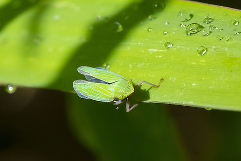 blue-green sharp shooter  Draeculacephala robinsoni,Geotagged,Summer,United States
