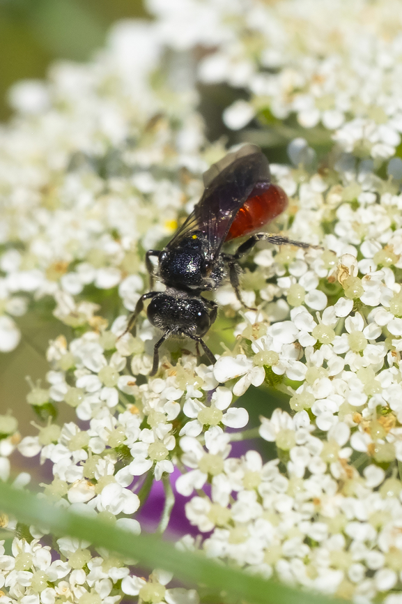 Sphecodes sp. wasp 20 species locally Geotagged,Summer,United States