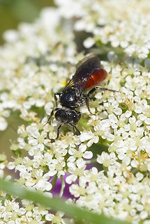 Sphecodes sp. wasp 20 species locally Geotagged,Summer,United States