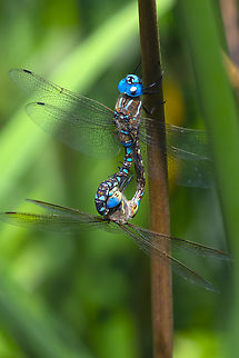 Blue-eyed darner mating wheel  Aeshna multicolor,Blue-eyed darner,Geotagged,Summer,United States