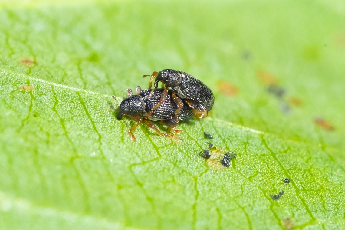teensy black weevils with orange legs and antenna  Geotagged,Summer,United States