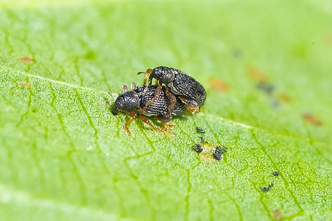 teensy black weevils with orange legs and antenna  Geotagged,Summer,United States