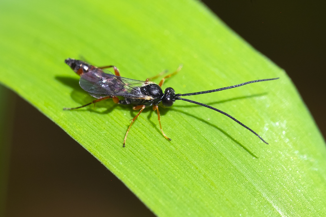 small black and red wasp  Geotagged,Summer,United States