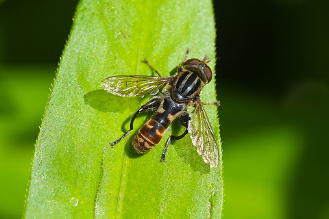 lump-legged swamp fly I believe the two look-alike species are not present on the west coast - but I may be incorrect about this.. A. distincta and A. grisescens are difficult to distinguish from A. chrysostoma  where they overlap. Anasimyia chrysostoma,Geotagged,Summer,United States