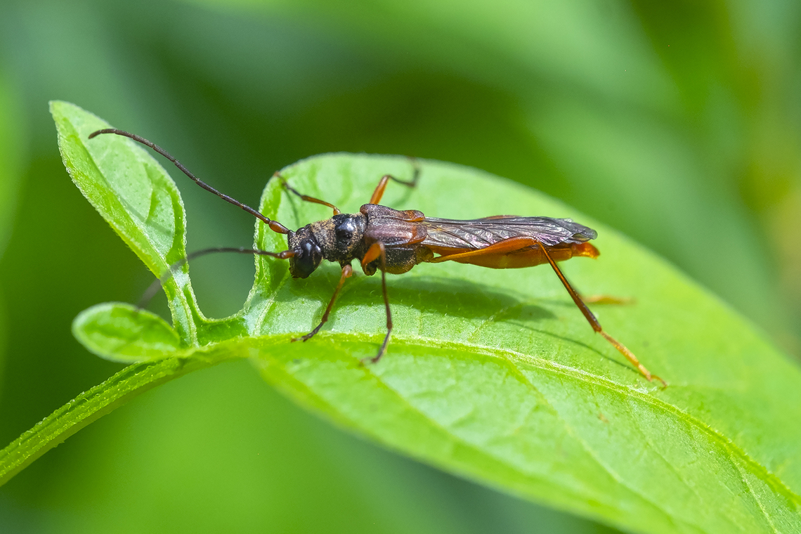 wasp mimic beetle Necydalis sp. this is not a wasp or a sawfly.. it's actually a longhorn beetle. Several species - still trying to figure out how to tell them apart. Or I can rely on the good folks at BugGuide ;-), they came through quickly. Geotagged,Necydalis laevicollis,Summer,United States