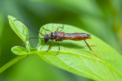 wasp mimic beetle Necydalis sp. this is not a wasp or a sawfly.. it's actually a longhorn beetle. Several species - still trying to figure out how to tell them apart. Or I can rely on the good folks at BugGuide ;-), they came through quickly. Geotagged,Necydalis laevicollis,Summer,United States