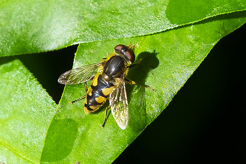 Syrphid fly  Geotagged,Summer,United States