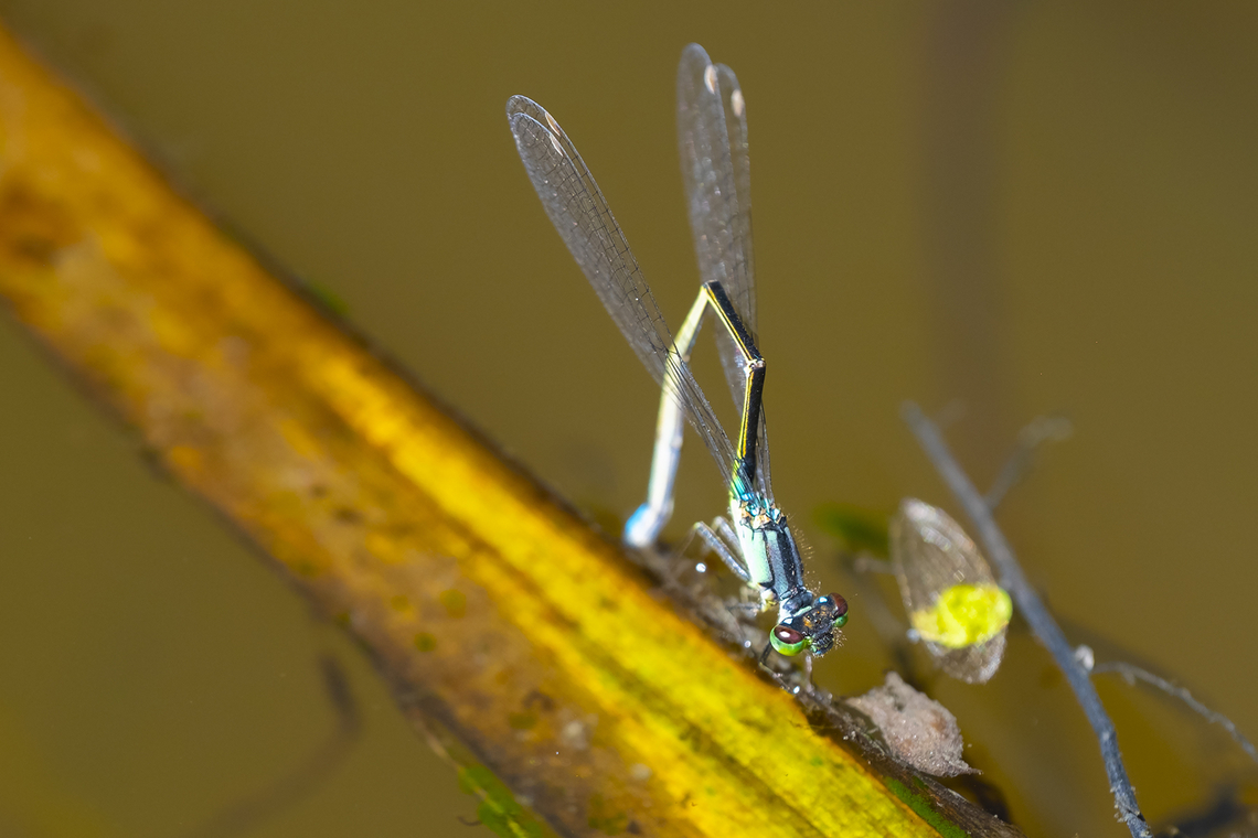 laying eggs  Geotagged,Ischnura cervula,Pacific Forktail,Summer,United States