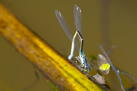 laying eggs  Geotagged,Ischnura cervula,Pacific Forktail,Summer,United States