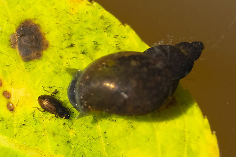 Gilled snail and a tiny water beetle share a submerged leaf  Geotagged,Summer,United States