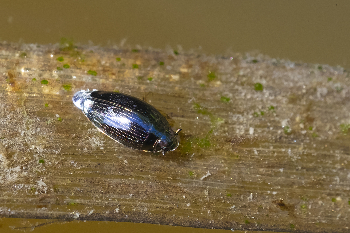 whirligig beetle, likely Gyrinus sp.  Geotagged,Summer,United States