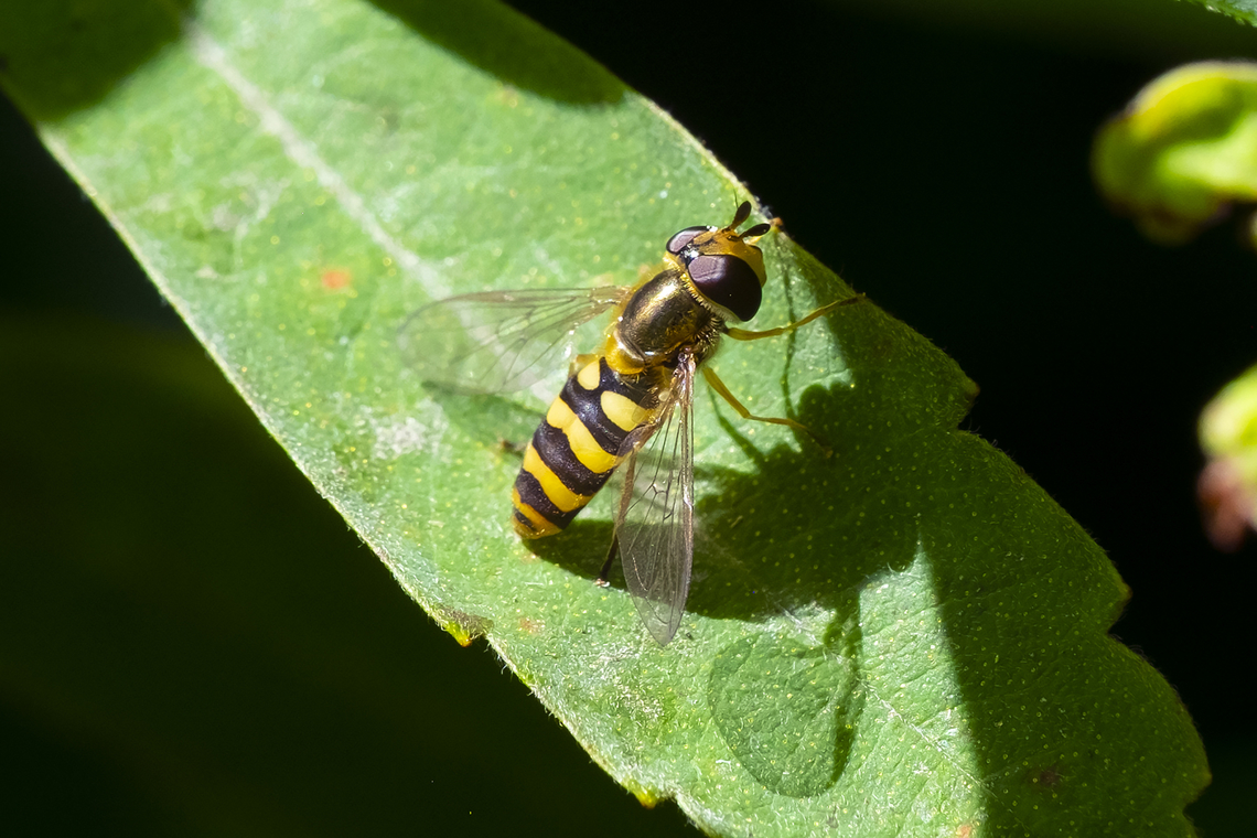 Syrphid fly male- Eupodes or Syrphus sp I can&#039;t clearly see if the abdomen is margined or not..  Geotagged,Summer,United States