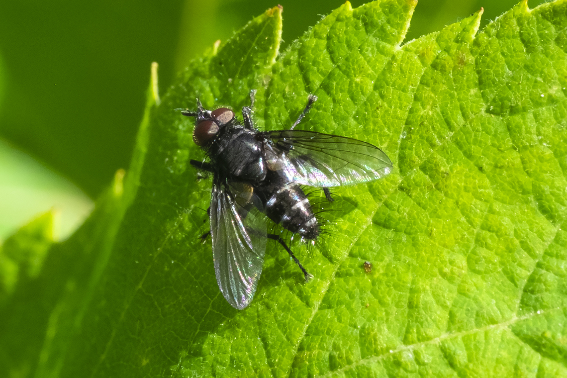 tachnid fly with hairy eyeballs cool.. but many species, only 1/2 of which have been described. Afraid unless I find a very distinctive species (we have one that the males can be ID'd due to their unique body shape) this one will remain unnamed. Geotagged,Summer,United States