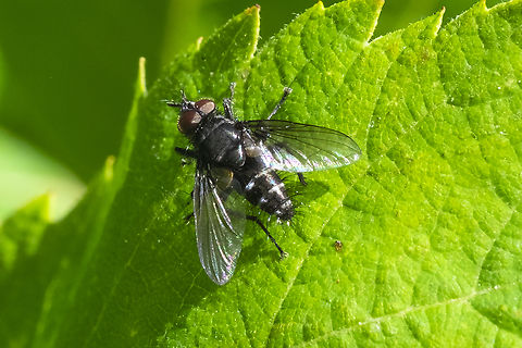 tachnid fly with hairy eyeballs cool.. but many species, only 1/2 of which have been described. Afraid unless I find a very distinctive species (we have one that the males can be ID'd due to their unique body shape) this one will remain unnamed. Geotagged,Summer,United States