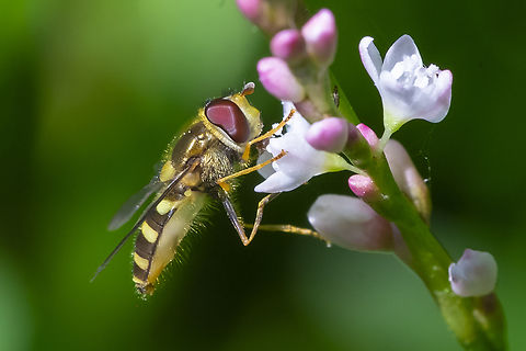 syrphid fly - likely Eupeodes sp. (margined abdomen) Female - likely the same species as the male, 2 photos back..  Geotagged,Summer,United States