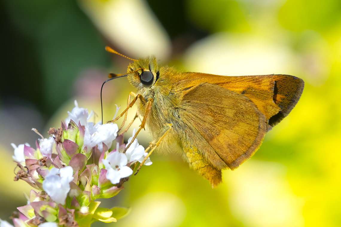 Woodland skipper, slightly damaged  Geotagged,Ochlodes sylvanoides,Summer,United States,Woodland Skipper