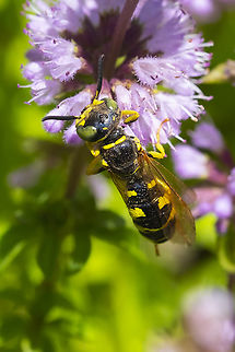 Unknown bee wolf Philanthus sp. I found one other marked very similarly and found not too far away - maybe 20-30 miles, to this one on BugGuide marked no Taxon - crabroniformis or multimaculatus. To my eye, if anything, it much more closely resembles a variation of the markings of crabroniformis.  Geotagged,Summer,United States
